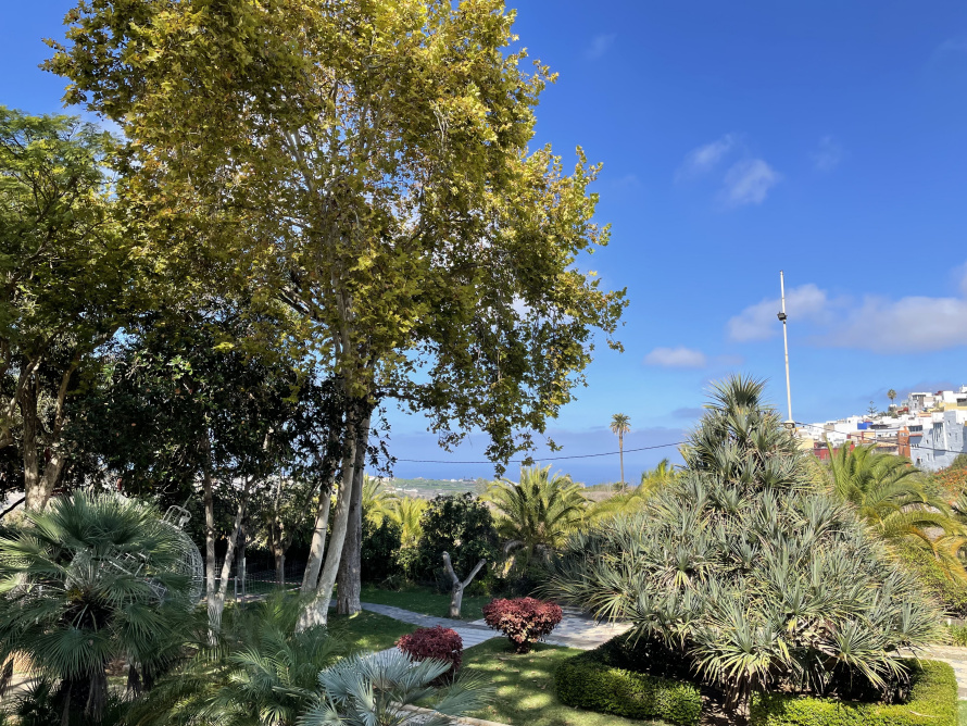 grancanaria_arucas grancanaria_arucas